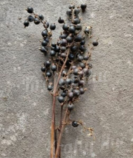 Black-Stem-Berry