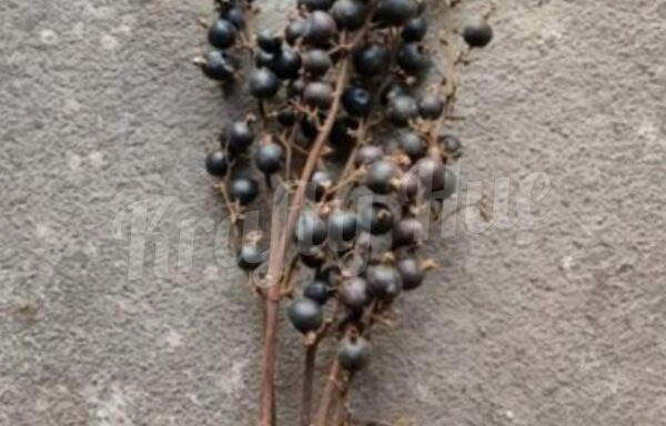 Black Stem Berry