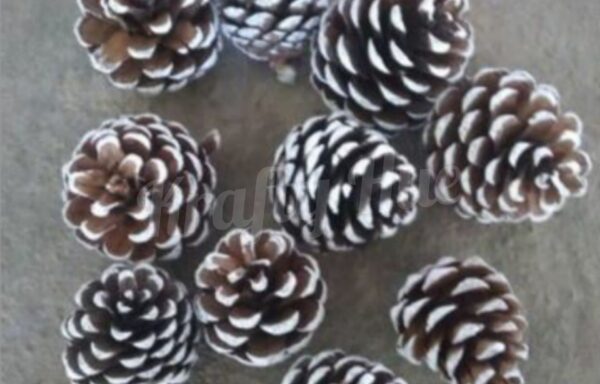 Blue Pine Cone